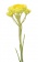 HELICHRYSUM ESSENTIAL OIL / Бессмертник (Helichrysum italicum), эфирное масло, 5 мл