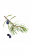 JUNIPER BERRY ESSENTIAL OIL / Можжевельник (Juniperus communis), эфирное масло, 5 мл